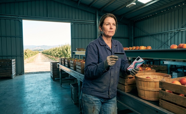 A person protects against new-purchase interest before a balance transfer expires in a community orchard packing shed.